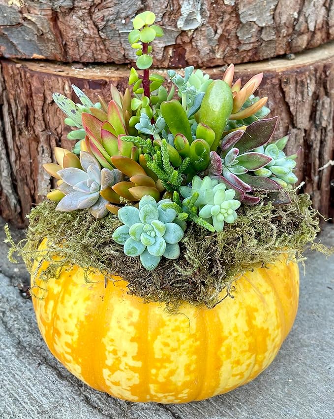 Fat Plants San Diego Original 25 Succulent Cuttings