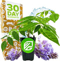 American Wisteria Live Plant Vine - Wisteria frutescens (Amethyst Falls) - Wellspring Gardens Starter Plant - Hardy, Fast-Growing, Fragrant Purple Blooms, Ideal for Trellises (2-Pack)