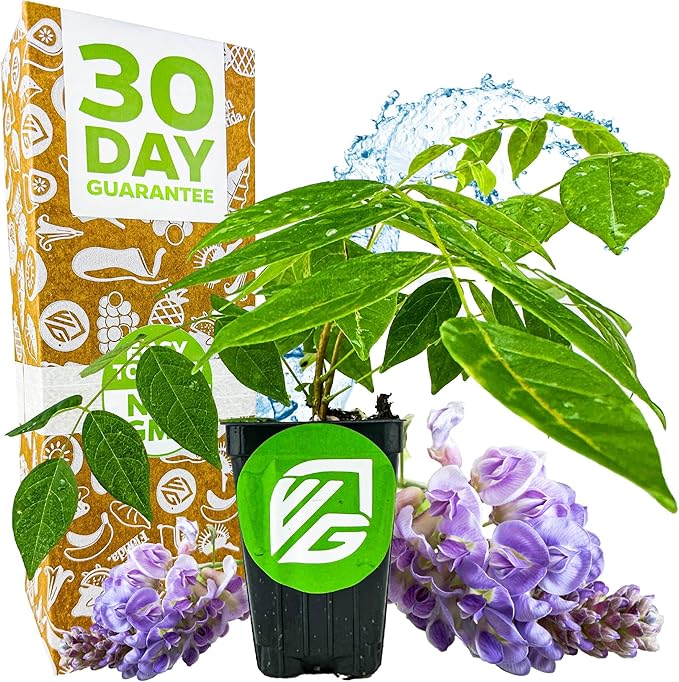 American Wisteria Live Plant Vine - Wisteria frutescens (Amethyst Falls) - Wellspring Gardens Starter Plant - Hardy, Fast-Growing, Fragrant Purple Blooms, Ideal for Trellises