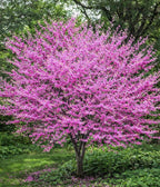 2 Eastern Redbud Tree (Cercis Canadensis) Live Plant – Brilliant Pink Spring Blooms, Hardy Ornamental Flowering Tree, Perfect for Landscapes, Yards & Gardens (2 Live Trees)