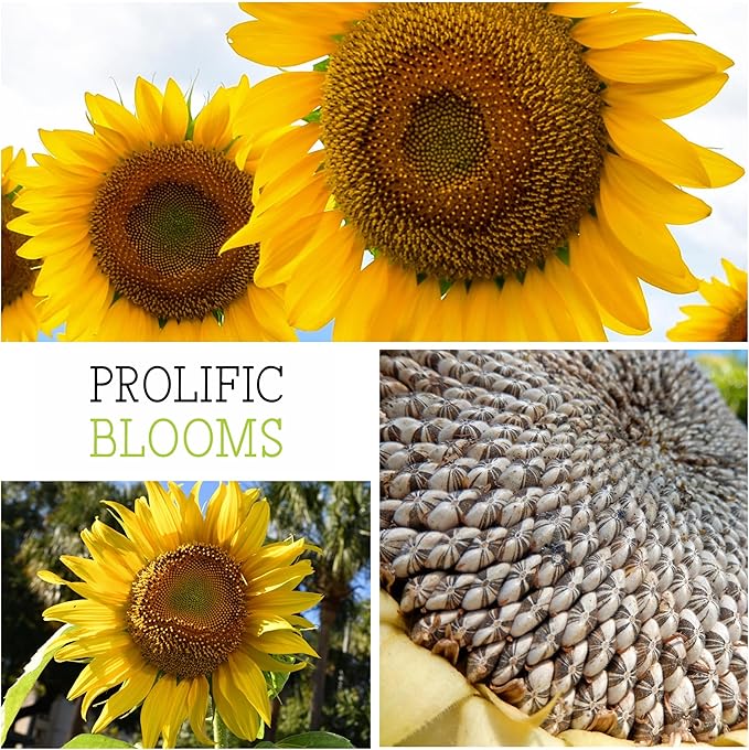 Seed Needs Mammoth Grey Stripe Sunflower Seeds for Planting - Heirloom & Open Pollinated Flower Seed to Plant an Outdoor Butterfly Garden (1 Pack)