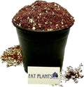 Fat Plants San Diego Premium Cacti and Succulent Potting Mix Soil - for Cactus Palm Tree Citrus Plant Grown in Gardening Containers - Indoors & Outdoors Use - with Natural Food/Fertilizer
