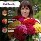 KVITER 150 Chief Mix Cockscomb Seeds (Celosia argentea) – Celosia Seeds for Planting Flowers Vibrant Blooms, Annual Cut Flower Seed Mix – Heat Tolerant Flower Garden Containers, Flowers Beds Outdoors