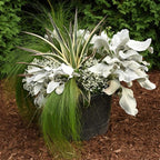 Snow Leopard Mangave, Live Plant in 3" Grower Pot, Easy Care, Houseplant.