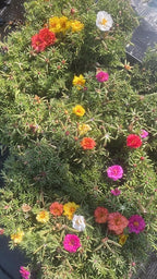 Portulaca Moss Rose Mix, 4 Pack Live Plants, Multi-Color Summer Blooming Flowers, 6 Inches Height. California Delivery