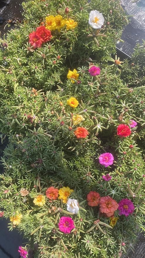 Portulaca Moss Rose Mix, 4 Pack Live Plants, Multi-Color Summer Blooming Flowers, 6 Inches Height. California Delivery