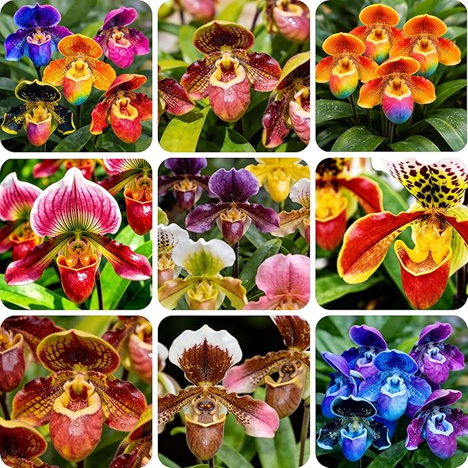 210+ Monkey Face Orchid Seeds (Dracula Simia) - Exotic Perennial Flower Seeds for Home Garden, Indoor and Outdoor Planting Unique Flowering Plants