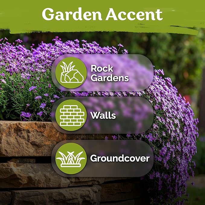 KVITER 1,000 Purple Rock Cress Seeds Perennial (Aubrieta deltoidea) - Aubrieta Seed, Lilacbush, Non-GMO & Organic Ground Cover Seed - Ideal Flower Seeds for Planting in Beds, Rock Garden & Walls