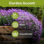 KVITER 1,000 Purple Rock Cress Seeds Perennial (Aubrieta deltoidea) - Aubrieta Seed, Lilacbush, Non-GMO & Organic Ground Cover Seed - Ideal Flower Seeds for Planting in Beds, Rock Garden & Walls