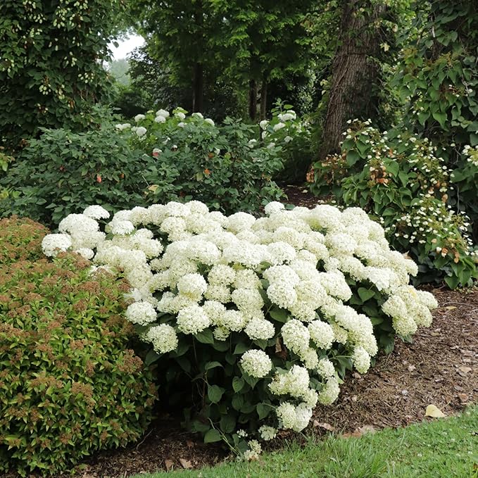 Proven Winners Invincibelle Wee White 2.0 Smooth Hydrangea (arborescens) Live Plant, 4.5" Qt