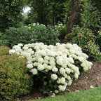 Proven Winners Invincibelle Wee White 2.0 Smooth Hydrangea (arborescens) Live Plant, 4.5" Qt, 4 Pack