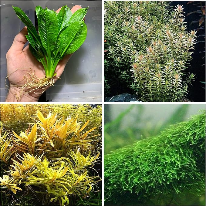 Marcus Fish Tanks - Live Aquarium Plant Variety Pack Amazon Sword Java Moss Anacharis Ludwigia Java Fern and More