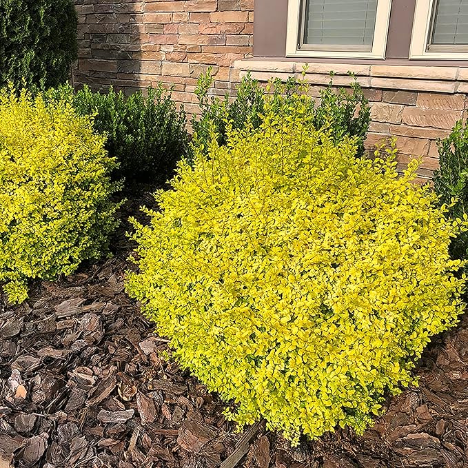 5 Gallon Southern Living Plant Collection Sunshine Ligustrum Privet Shrub