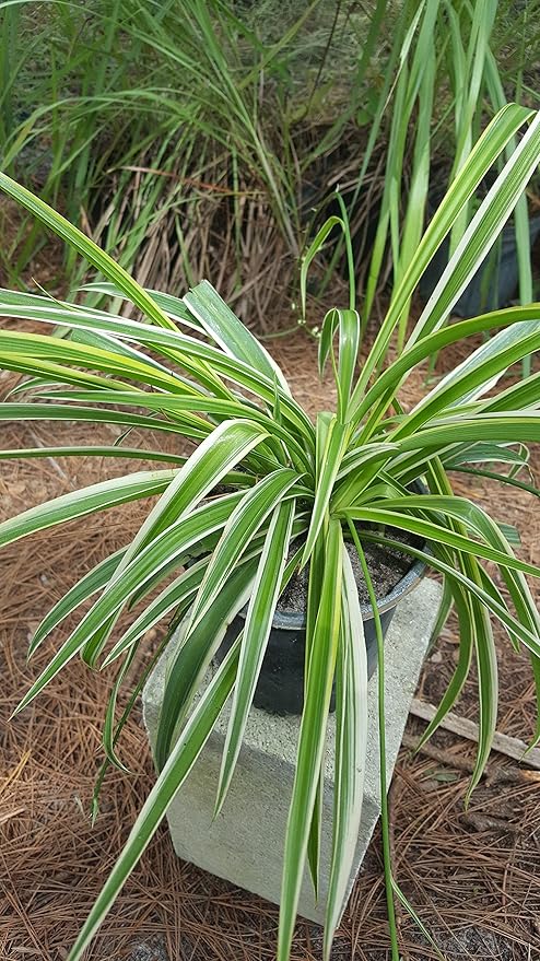 Spider Plant - Chlorophytum Comosum - Bare Rooted - 4"-6" Tall