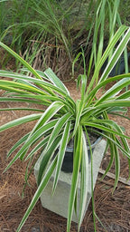Spider Plant - Chlorophytum Comosum - Bare Rooted - 4"-6" Tall