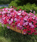 Artificial Flowers for Outdoors Fake Plants Outside Decoration, 20 Bundles Silk Petunia with Eucalyptus UV Resistant Realistic Faux Flowers for Outdoor Planters Garden Balcony Yard Porch Patio, Mix