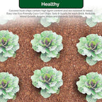 UBICON Easy Use Coco Coir Organic Top Soil for Indoor/Outdoor Plants; 4 Bricks Expands to 10 Gallons, Excellent Aeration, Reduces Weed Growth, and Retains Water (4)