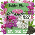 SVI 1600 Spider Plant Seeds (Cleome hassleriana) – Cleome, Spider Pink Flower Seed Packets Bulk, Wildflower Seed – Heat Tolerant Wild Flowers, Annual Cut Flower Seeds for Outdoor Garden, Flowers Beds