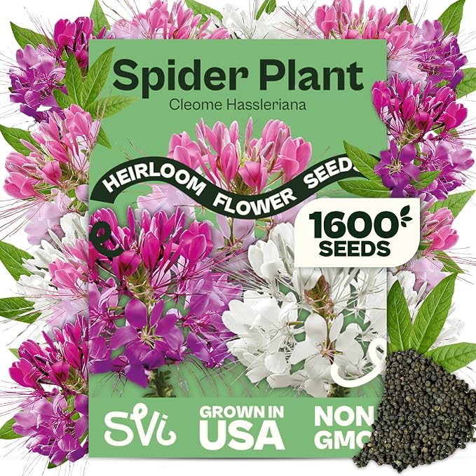 SVI 1600 Spider Plant Seeds (Cleome hassleriana) – Cleome, Spider Pink Flower Seed Packets Bulk, Wildflower Seed – Heat Tolerant Wild Flowers, Annual Cut Flower Seeds for Outdoor Garden, Flowers Beds