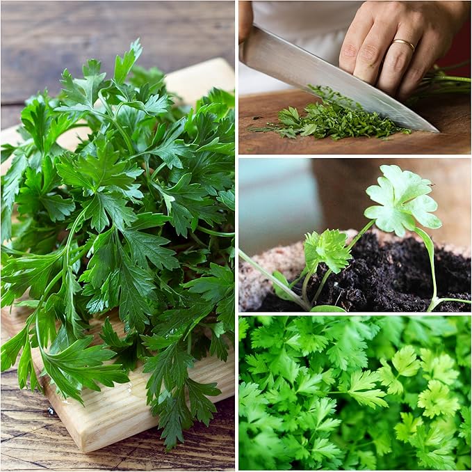Seed Needs Italian Parsley & Chives Seeds for Planting Fresh Kitchen Herbs - Non-GMO Heirloom & Untreated Perennial Herb Seed to Plant a Culinary Garden Indoors or Outdoors (2 Pack Duo)