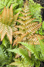 American Plant Exchange Live Autumn Fern – 6-Inch Pot – Hardy Shade-Loving Fern with Copper-Toned New Growth, Easy Care Plant for Outdoor Gardens, Patios, Containers & Woodland Landscapes