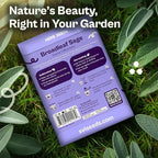 SVI 350 Broadleaf Sage Seeds (Salvia officinalis) - Common Sage, Heirloom Aromatic Herbs - Culinary Herb Seeds for Containers, Home, Kitchen Herb Garden