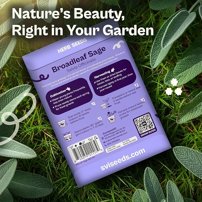 SVI 350 Broadleaf Sage Seeds (Salvia officinalis) - Common Sage, Heirloom Aromatic Herbs - Culinary Herb Seeds for Containers, Home, Kitchen Herb Garden