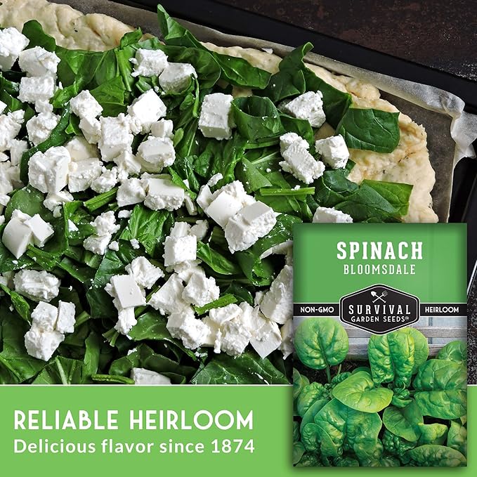 Bloomsdale Spinach Seeds for Planting | Heirloom Non-GMO Variety for Home Vegetable Gardens – Cold Hardy, Fast Growing Greens for Fall, Winter, Spring – Survival Garden Seeds (1 Pack)