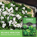 Bloomsdale Spinach Seeds for Planting | Heirloom Non-GMO Variety for Home Vegetable Gardens – Cold Hardy, Fast Growing Greens for Fall, Winter, Spring – Survival Garden Seeds (1 Pack)