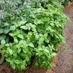 Bonnie Plants Sweet Basil Live Herb Plants - 4 Pack, Warm Season Annual, Italian & Asian Dishes