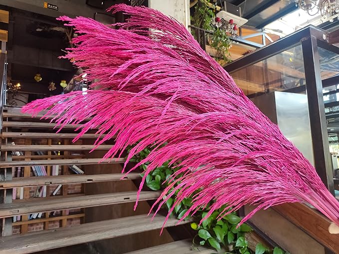 Hot Pink Pampas Grass Tall for Floor Vase Decor,Long Natural Pampas Grass, Large Dried Pompas Floral, Elegant Feather Flowers,Wedding Living Room Decorations (Natural Purple Red, 4pcs 43.3"(110cm))