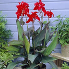 Canna 'Black Knight', a Great Live Pond Plant for Your Water Garden. Filters koi and Goldfish Ponds. Good for Bogs, Plant Shelf or Shallow Water This marginal Aquatic is a Real Beauty