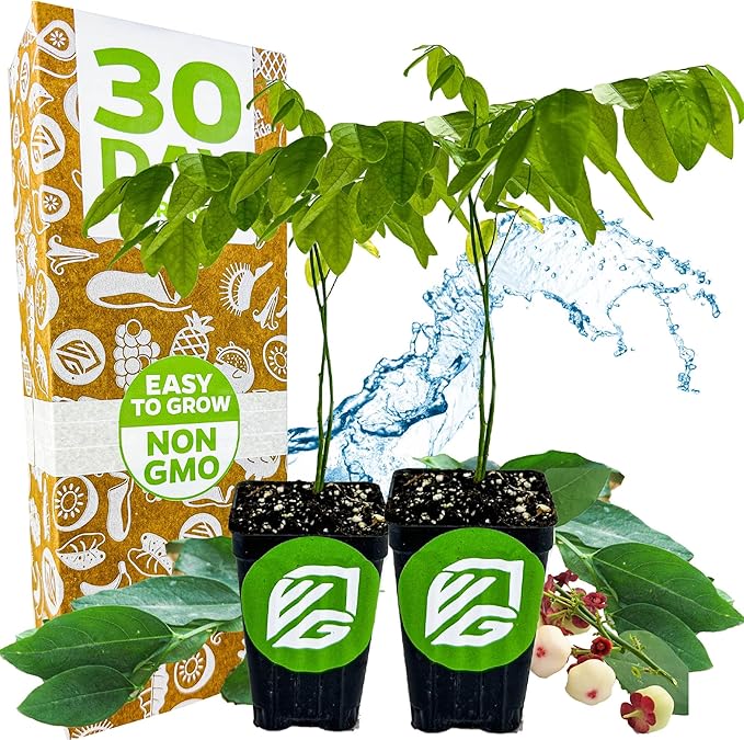 Katuk Tree Live Plant (Sweetleaf Bush) - Sauropus androgynus - Wellspring Gardens Salad Tree Starter Plant - Live Vegetable Plant - Easy to Grow - Ideal for Outdoor & Indoor (2-Pack)