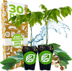 Katuk Tree Live Plant (Sweetleaf Bush) - Sauropus androgynus - Wellspring Gardens Salad Tree Starter Plant - Live Vegetable Plant - Easy to Grow - Ideal for Outdoor & Indoor (2-Pack)