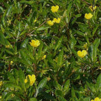 Chalily Primrose Creeper, a Great Live Pond Plant for Your Water Garden. Filters koi and Goldfish Ponds. Good for Bogs, Plant Shelf or Shallow Water This marginal Aquatic is a Real Beauty