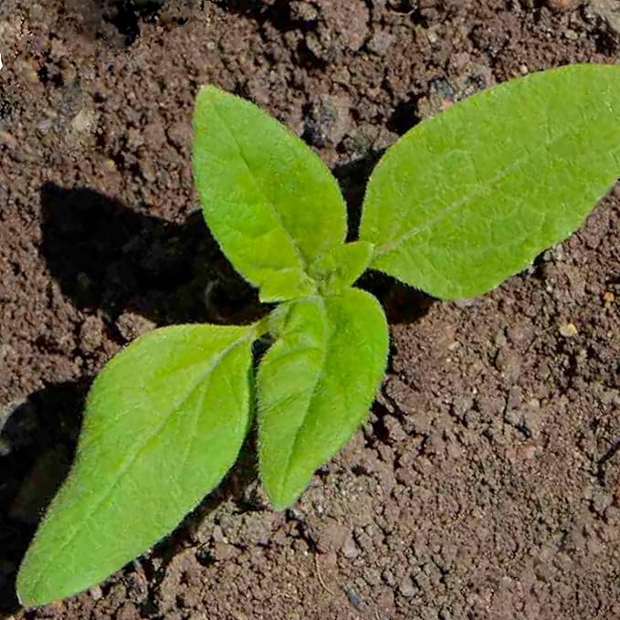Seed Needs Dwarf Teddy Sunflower Seeds for Planting Dwarf Sungold Sunflowers - Heirloom & Open Pollinated Flower Seed to Plant a Butterfly Garden (1 Pack)