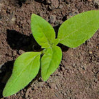 Seed Needs Dwarf Teddy Sunflower Seeds for Planting Dwarf Sungold Sunflowers - Heirloom & Open Pollinated Flower Seed to Plant a Butterfly Garden (1 Pack)