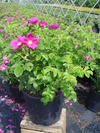 Rosa rugosa (Rugosa Rose) Rose, pink flowers, #3 - Size Container