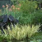 Chalily Variegated Sweet Flag, a Great Live Pond Plant for Your Water Garden. Filters koi and Goldfish Ponds. Good for Bogs, Plant Shelf or Shallow Water This marginal Aquatic is a Real Beauty