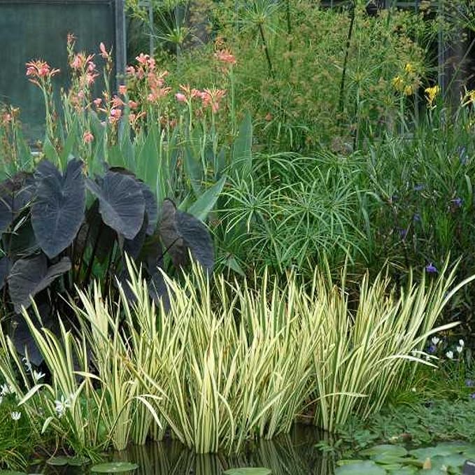 Chalily Variegated Sweet Flag, a Great Live Pond Plant for Your Water Garden. Filters koi and Goldfish Ponds. Good for Bogs, Plant Shelf or Shallow Water This marginal Aquatic is a Real Beauty