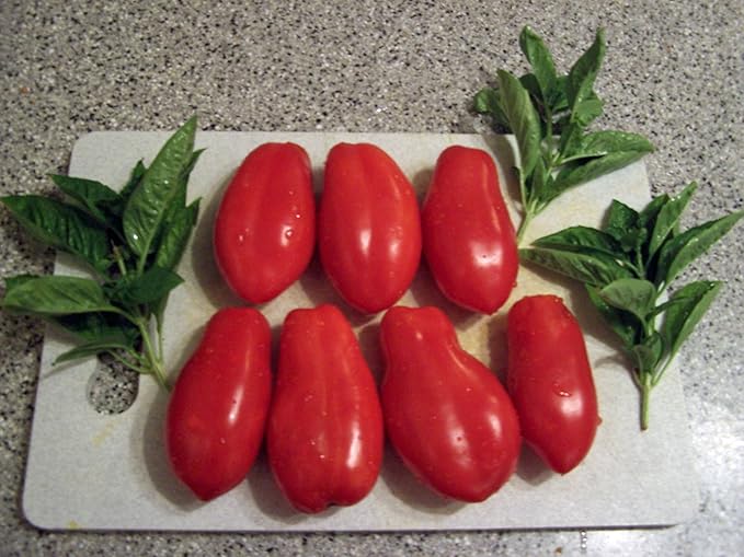 Clovers Garden San Marzano Tomatoes– Two (2) Live Plants – Non-GMO - Not Seeds - Each 4" to 8" Tall – in 4" Inch Pots -Indeterminate, Heirloom Roma