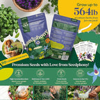 Seedphony 35 Medicinal & Tea Herb Seeds Variety Pack - 16,285+ Non-GMO Heirloom Herbs Seeds for Planting Indoor & Outdoor: Lavender, Rosemary, Echinacea, Mint, Catnip, Basil - Gardening Seed Packets