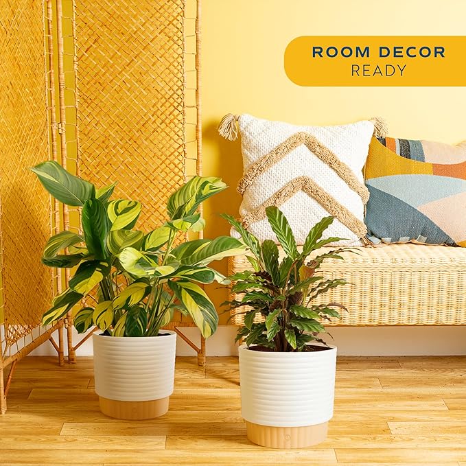 Costa Farms Calathea Live Plants in Decorative Pot, Large Indoor Houseplant, Assorted Variety, Home, Room, or Office Decor, Great House Warming or Birthday Gift, 2-3 Feet Tall, Pack of 2
