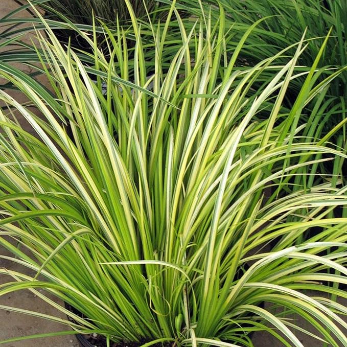 Dwarf Variegated Sweet Flag, a Great Live Pond Plant for Your Water Garden. Great for koi and Goldfish Ponds. Good for Bogs, Plant Shelf or Shallow Water This marginal Aquatic is a Real Beauty
