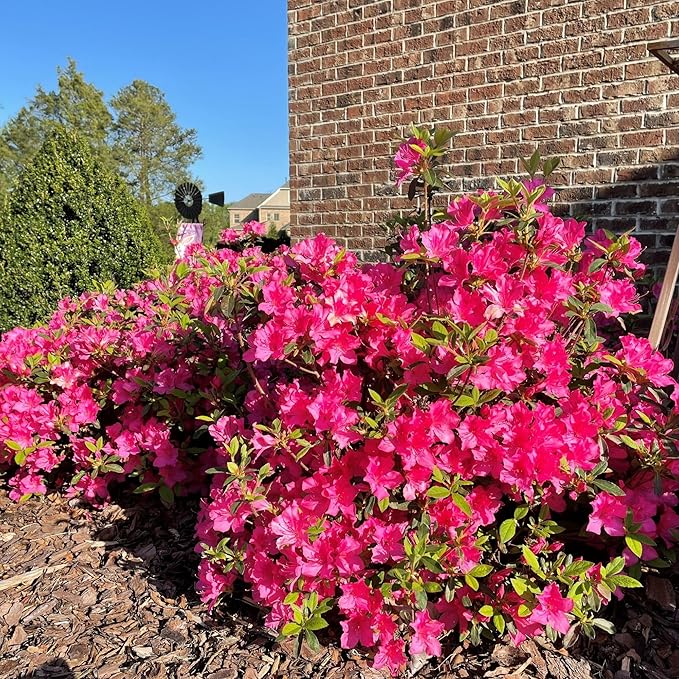 Encore Azalea 2 Gal. Autumn Sangria Azalea Shrub