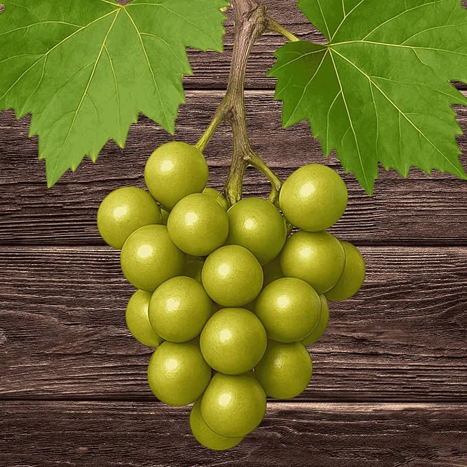 Summit Muscadine Grape Vine, Live Plant - 2-Year Bronze Muscadine - Exceptionally Sweet Muscadine Variety from Hand Picked Nursery (1)