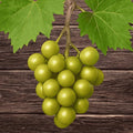 Summit Muscadine Grape Vine, Live Plant - 2-Year Bronze Muscadine - Exceptionally Sweet Muscadine Variety from Hand Picked Nursery (2)