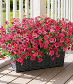 Ivydale Artificial Flowers for Outdoor 24 Bundles Fake Mums with Eucalyptus Leaves UV Resistant Silk Faux Daisy Flower Plant for Outside Home Porch Patio Window Box, Rose