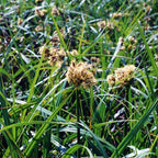 Chalily Giant Bulrush, a Great Live Pond Plant for Your Water Garden. Filters koi and Goldfish Ponds. Good for Bogs, Plant Shelf or Shallow Water This marginal Aquatic is a Real Beauty