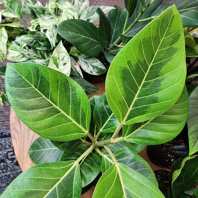 Ficus Altissima, Rare Rubber Tree Plant, Unique Live Plant Decor in 6" White Pot, Easy Plant Gift, Variegated Rubber Plant, Council Tree, Live Ficus Tree, Office & Decorative Plants by Plants for Pet